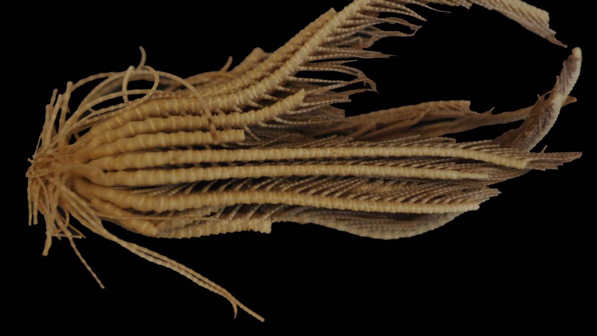 Promachocrinus kerguelensis, морская лилия Promachocrinus kerguelensis, морская лилия
