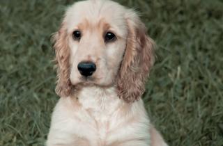 Питомец ведёт себя “почти как всегда”, но есть один тревожный нюанс — он говорит о проблеме