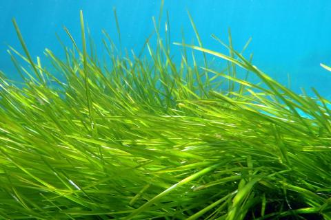 Читиравелу: морские водоросли могут заменить животные и синтетические материалы в тканевой инженерии Читиравелу: морские водоросли могут заменить животные и синтетические материалы в тканевой инженерии