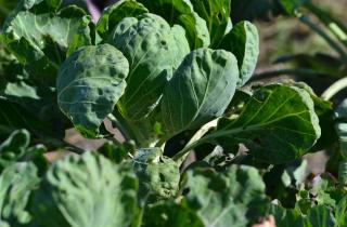 Квилентия Уингфилд-Аксим: тупой инструмент ускоряет гниение срезанной капусты