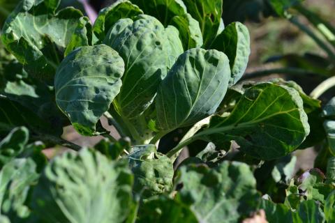 Квилентия Уингфилд-Аксим: тупой инструмент ускоряет гниение срезанной капусты