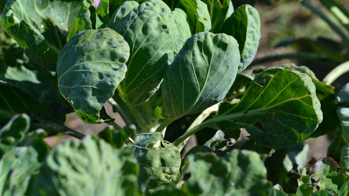 Капуста оле