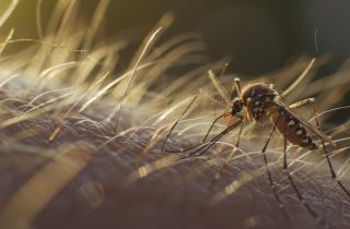 Хоботок мёртвого комара использовали для 3D-печати — Science Advances