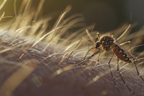 Хоботок мёртвого комара использовали для 3D-печати — Science Advances