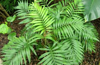 Гендиректор Gardenuity: в 2026 году популярность получат растения, улучшающие самочувствие