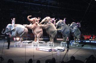 В Екатеринбурге цирк переживает масштабную реконструкцию, открытие в 2027 году — администрация