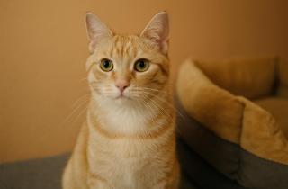 Ветеринары зафиксировали рост случаев артрита у домашних кошек — Patas da Casa