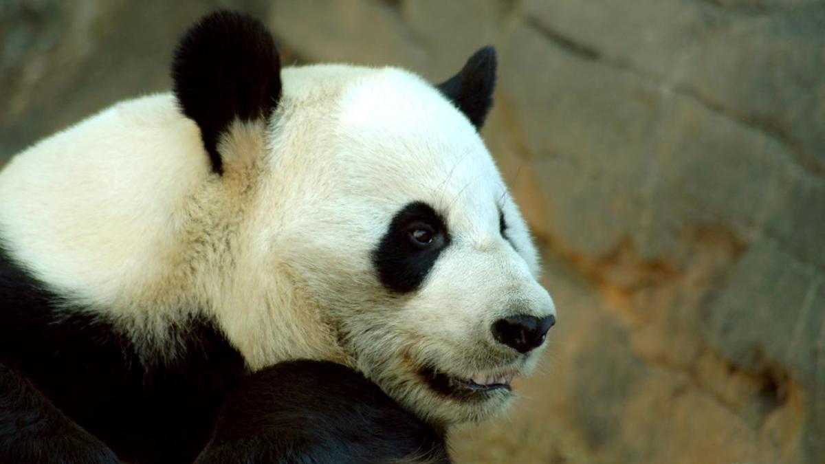 Гигантская панда в зоопарке