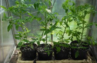 Тонкие и бледные ростки портят всходы — одна ошибка со светом всё меняет