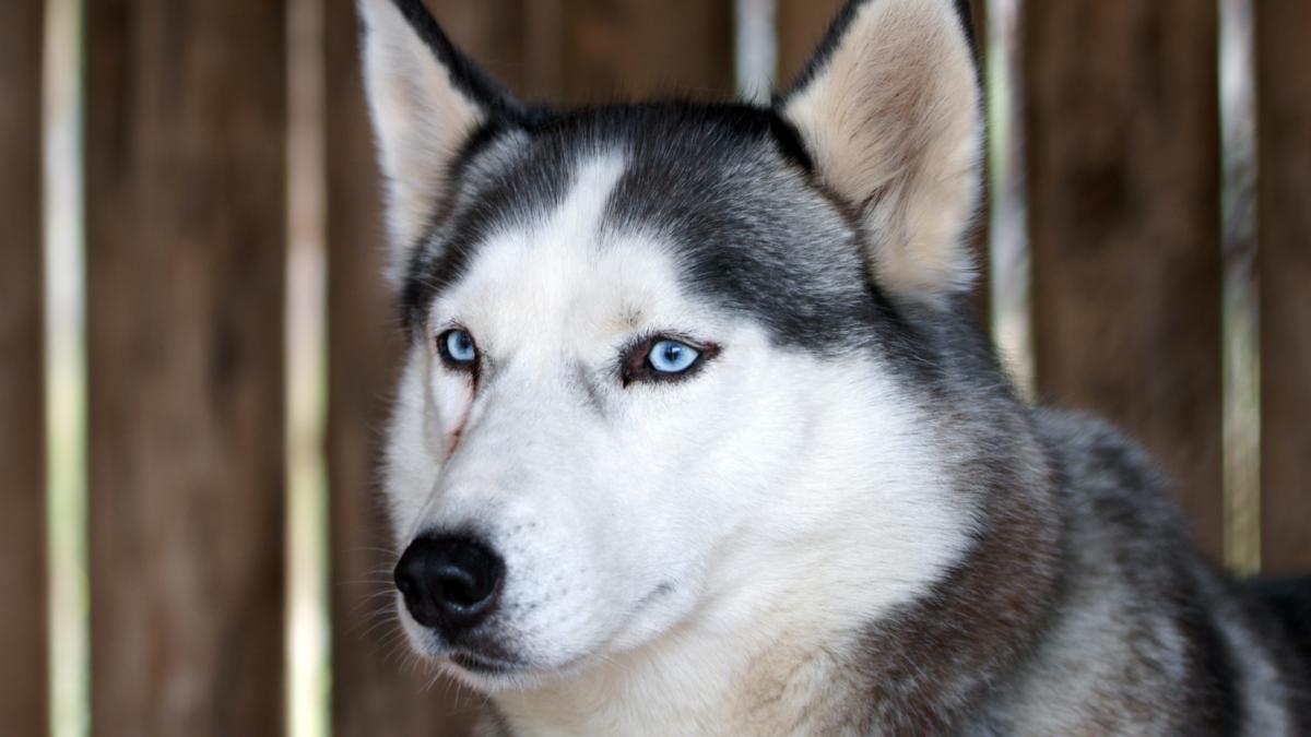 Хаски Хаски