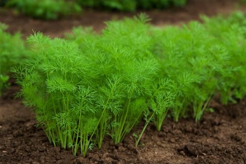 Укроп прорастает раньше других культур после зимнего посева