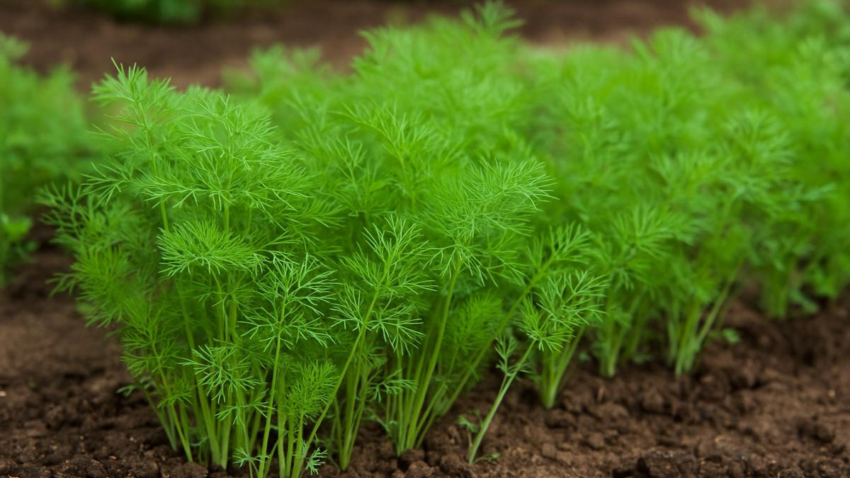 Молодой укроп на грядке осенью