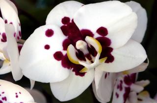 После обработки чесноком орхидея восстанавливается за 3 недели — флористы