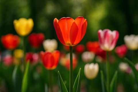 Подробная инструкция по посадке тюльпанов осенью: от выбора луковиц до укрытия