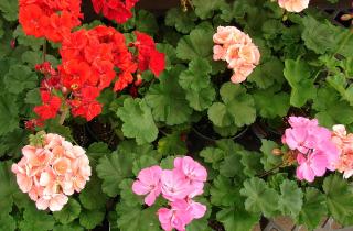 Герань способна зимовать без грунта — цветоводы