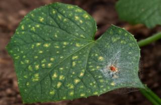 Энтомолог Мэтт Бертоне: пожелтение листьев часто вызывает паутинный клещ, а не нехватка воды