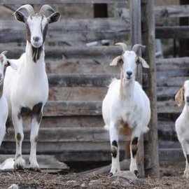 Ученые выяснили, что козы определяют радость и злость в человеческом голосе