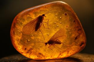 Амарал: в Мьянме обнаружена древняя личинка комара в янтаре мелового периода