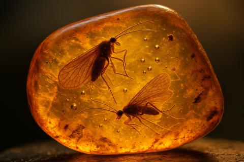 Амарал: в Мьянме обнаружена древняя личинка комара в янтаре мелового периода Амарал: в Мьянме обнаружена древняя личинка комара в янтаре мелового периода