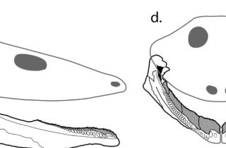 Челюсти вывернуты наизнанку: находка в древнем русле реки раскрыла тайну аномального хищника