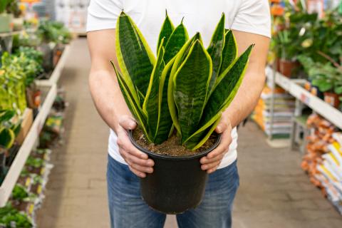 Сансевиерия замедляет рост зимой и нуждается в малом количестве воды — Housedigest