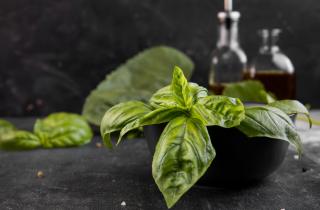 Пряные травы зимой успешно растут на подоконнике — садоводы