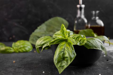 Пряные травы зимой успешно растут на подоконнике — садоводы