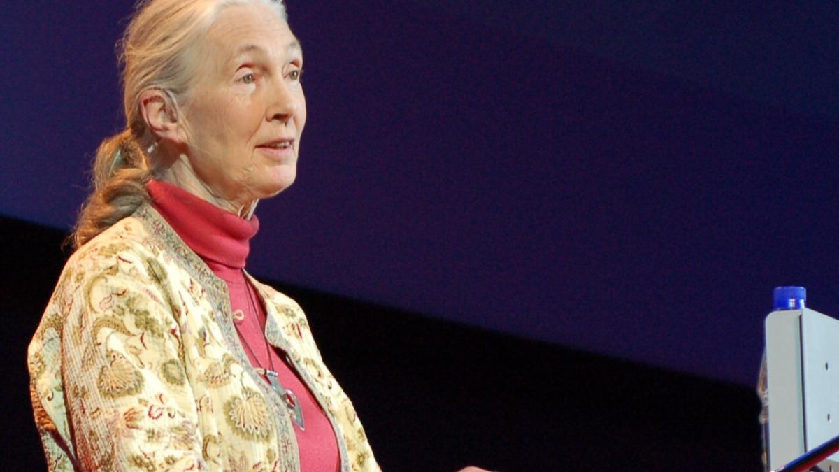 Приматолог Джейн Гудолл в TEDGlobal 2007
