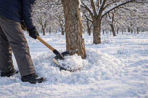 Утоптанный снег защищает яблони от мышей зимой — садоводы