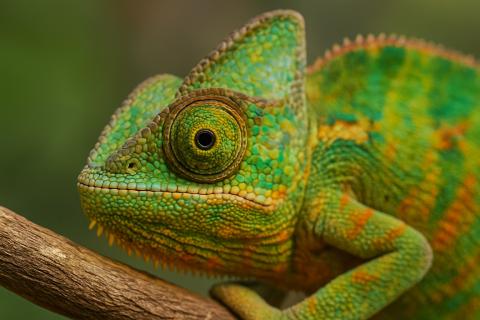 Кузина посоветовала снизить прогулки рептилий по квартире зимой — ветеринар