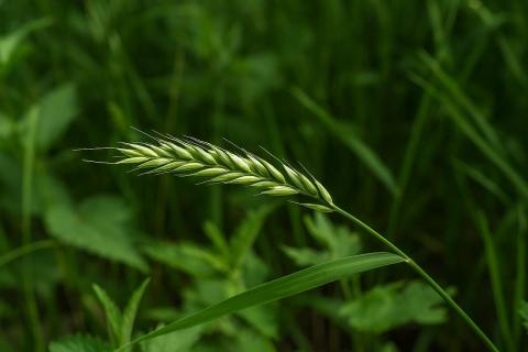 Сорняки помогают удерживать питательные вещества и укрепляют плодородие участка – Алексей Морозов