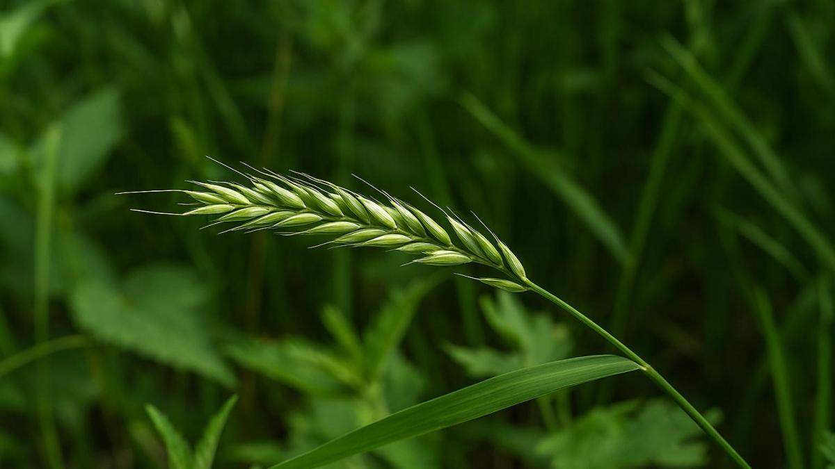 Пырей на грядке