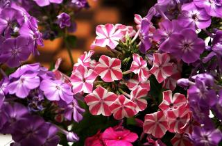 Лесной флокс выдерживает осеннюю посадку — по наблюдениям агрономов