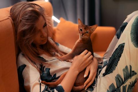 Запах кошки и собаки въелся в диван — обычные спреи не помогут: есть способ убрать его навсегда