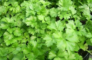 В ноябре можно сажать лук, укроп и петрушку для раннего урожая — агрономы