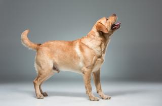 Лабрадоры и золотистые ретриверы признаны самыми ласковыми породами — ветеринары