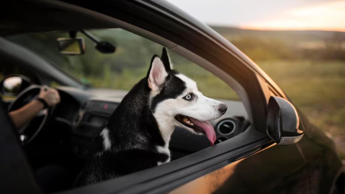 Собака в машине