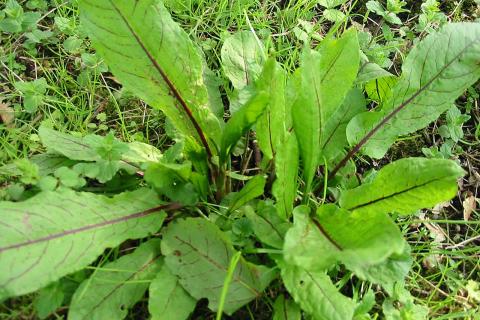 Многолетние овощи и травы можно оставлять на зиму без выкапывания — агроном Наталья Козлова Многолетние овощи и травы можно оставлять на зиму без выкапывания — агроном Наталья Козлова