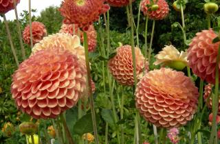 Георгины требуют прохладного хранения зимой для сохранения клубней — агроном Ирина Фролова