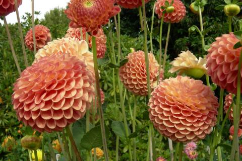 Георгины требуют прохладного хранения зимой для сохранения клубней — агроном Ирина Фролова Георгины требуют прохладного хранения зимой для сохранения клубней — агроном Ирина Фролова