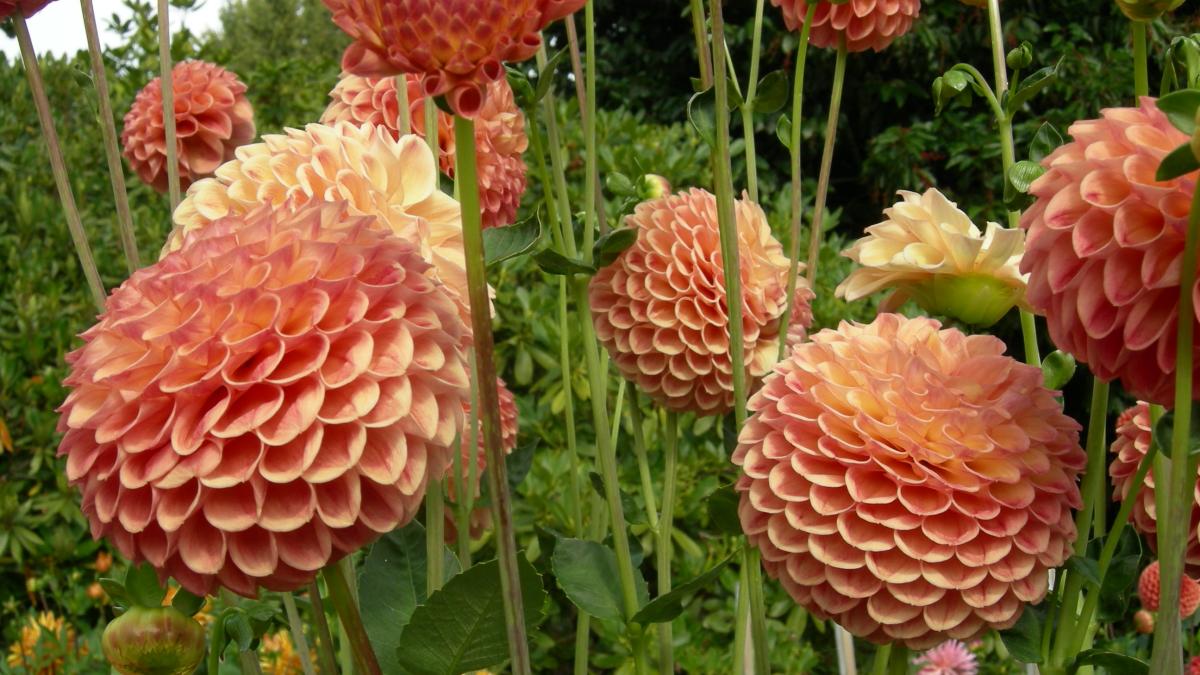 Георгины Георгины