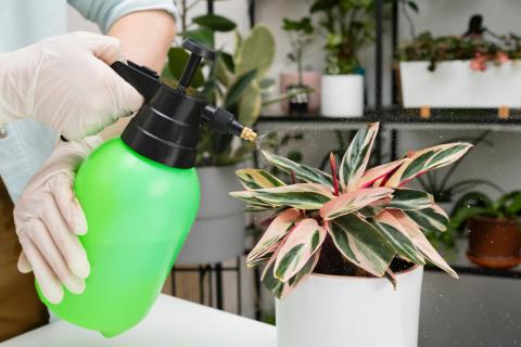 Листья зимой сохнут и буреют? Один простой шаг спасает влаголюбивые растения от отопления