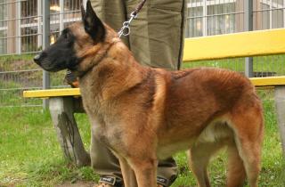 Собаки снижают уровень стресса на работе — исследование Рэндольфа Т. Баркера