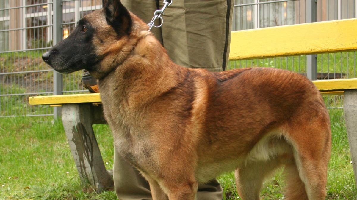 Бельгийская овчарка малинуа