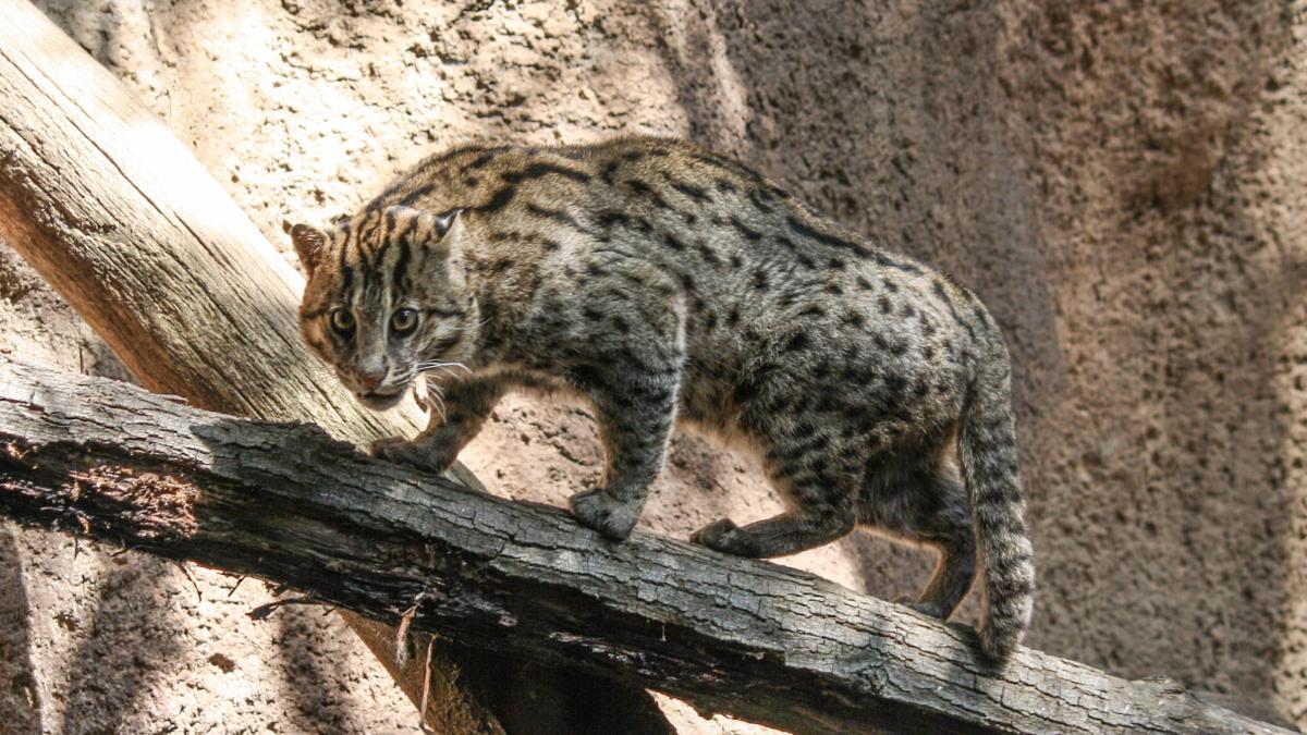 Кот-рыболов Кот-рыболов