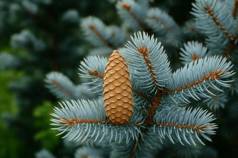 В Челябинской области начался приём сосновых шишек от населения — платят 40 рублей за килограмм