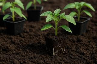 Грунт для огорода на подоконнике должен быть лёгким и воздухопроницаемым — Алексей Петров