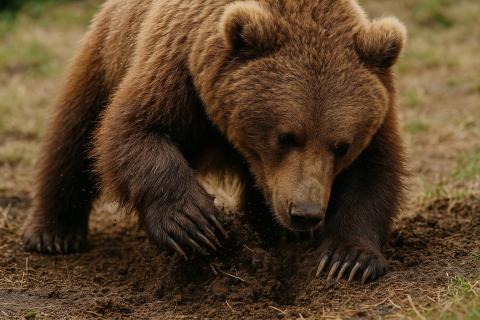 Итальянские медведи стали спокойнее и меньше из-за соседства с людьми — MBAE