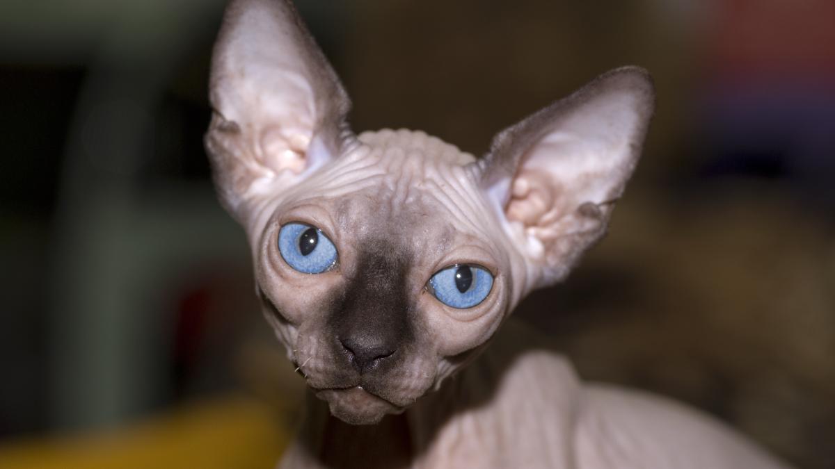 Кот Кот