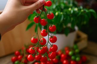 Выращивание томатов дома зависит от качественного грунта и своевременного полива — Илья Миронов